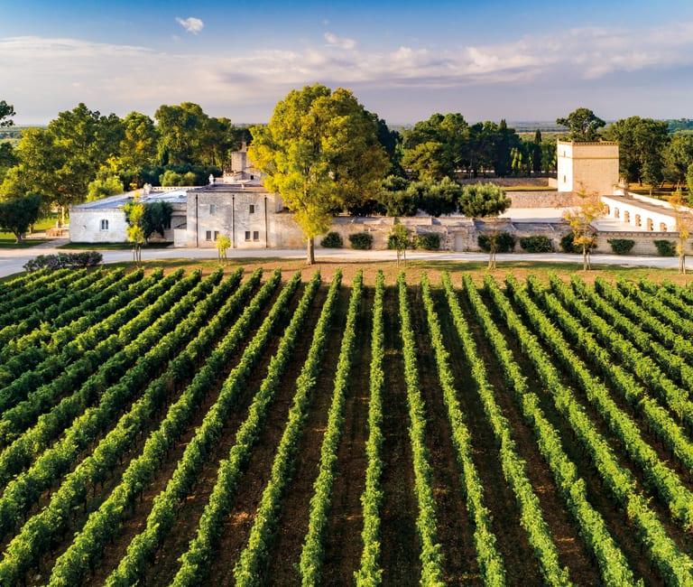 An aerial shot of a vineyard