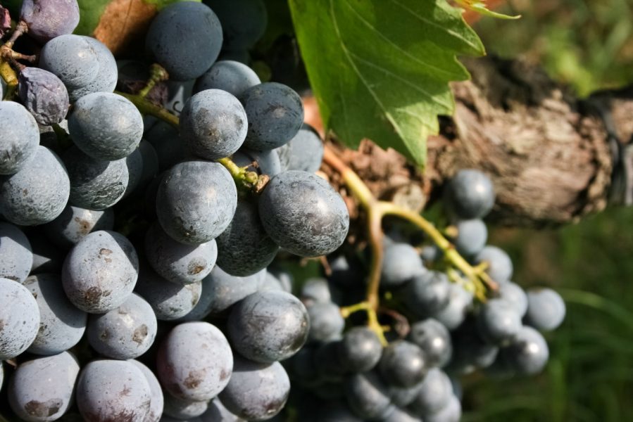Dark purple grapes on the vine in Tuscany.