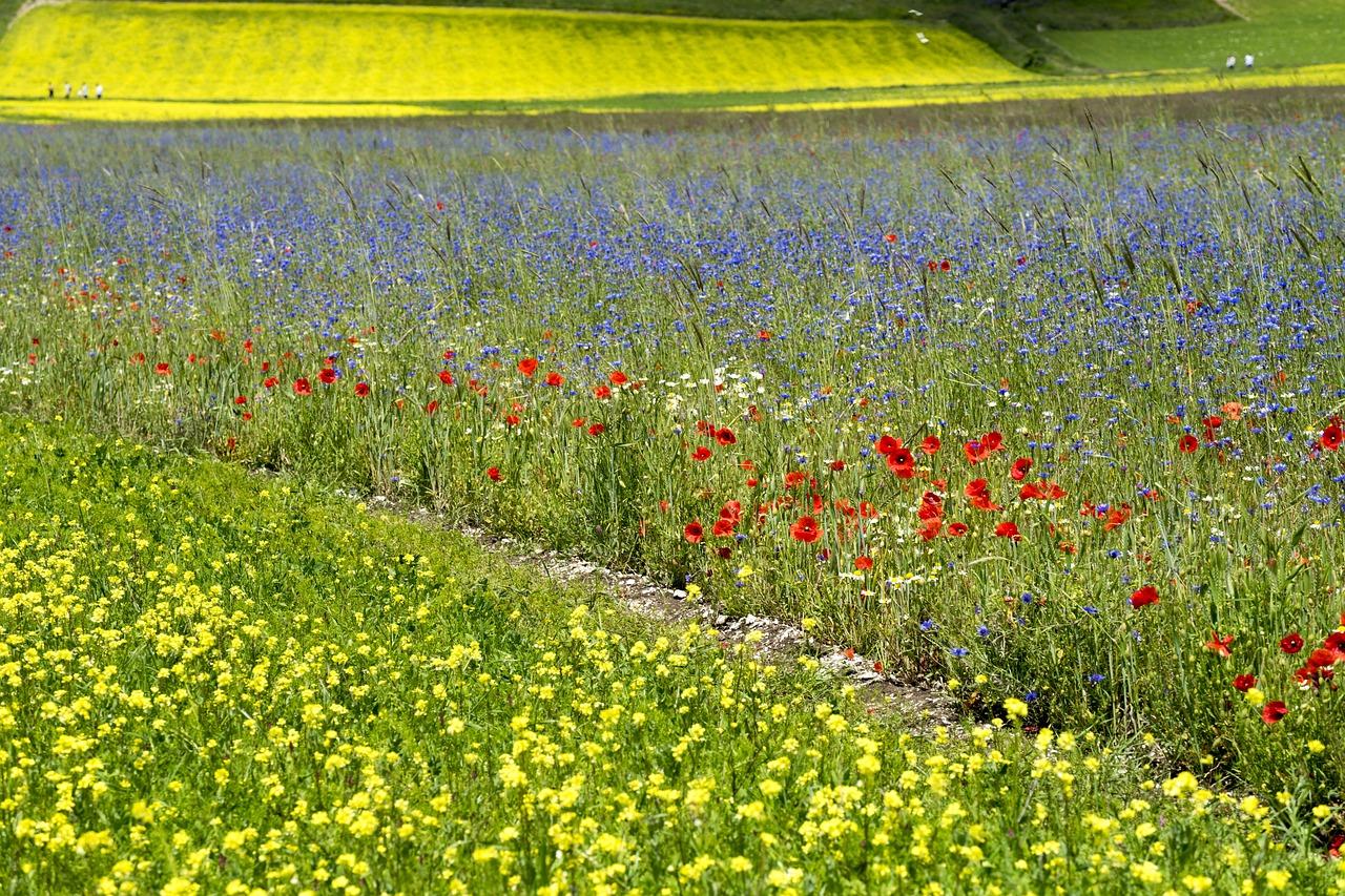 Wild flowers in a field in Umbria.